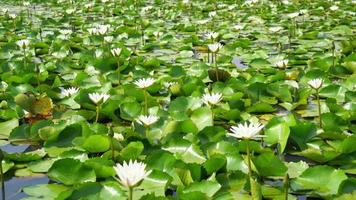 belle fleur de lotus blanche dans un étang de lotus video