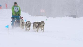 Team of husky sled dogs with dog-driver video