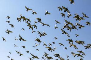 flock of speed racing pigeon bird flying against clear blue sky photo