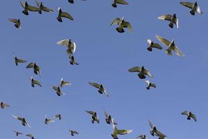 flock of speed racing pigeon bird flying against clear blue sky photo