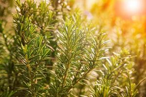 close up of green rosemary leaves in agriculture plantation photo