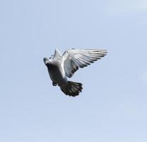 homing pigeon hovering against clear blue sky photo