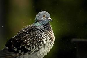 cerrar la pluma de la paloma mensajera bañándose en el parque verde foto