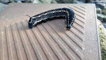 thorny caterpillar on the tile photo