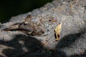 Baby Sparrow Resting on a Rock in the Sunshine photo