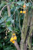 The fruit of a Strawberry Tree growing in London photo