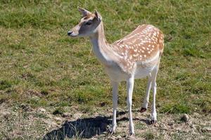 Female Fallow Deer standing in the sunshine photo