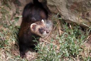 Alert European Polecat photo