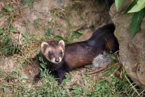 European Polecat  enjoying the sunshine photo