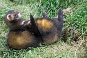 European Polecats playing photo