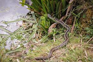 Common European Adder photo