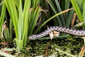 Common European Adder photo