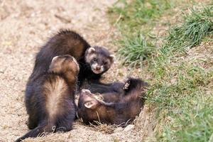 Juvenile European Polecats playing photo