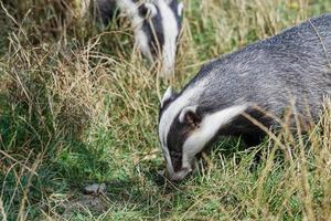 A pair of European Badger photo