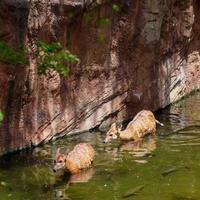 FUENGIROLA, ANDALUCIA, SPAIN, 2017.  Sitatunga Antelope at the Bioparc photo