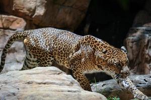 FUENGIROLA, ANDALUCIA, SPAIN, 2017.  Leopard Prowling in the Bioparc photo