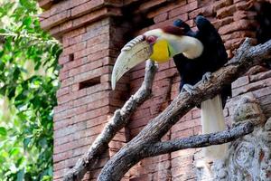 FUENGIROLA, ANDALUCIA, SPAIN, 2017.  Red-eyed Papuan Hornbill at the Bioparc photo