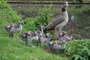Egyptian Geese with Goslings photo