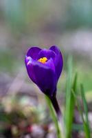 Crocuses Flowering in East Grinstead photo