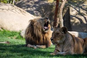 VALENCIA, SPAIN, 2019. African Lions at the Bioparc
