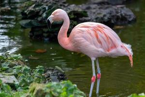 Chilean Flamingo  at the waters edge photo