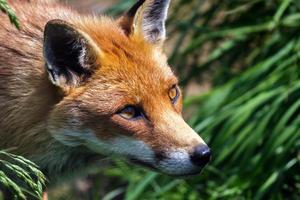 primer plano de un zorro rojo foto