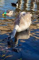 Juvenile Mute Swan on the River Great Ouse photo