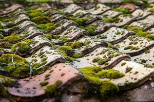 Moss growing on an old tiled roof