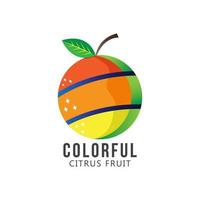 Colorful Citrus Fruit. Vector illustration of citrus fruit concept