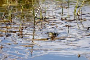 rana de pantano en los pantanos de rainham foto