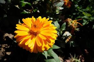 Vibrant yellow Calendula flowering in Tuscany photo