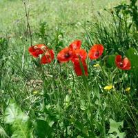 amapolas que crecen al lado de una carretera en toscana foto