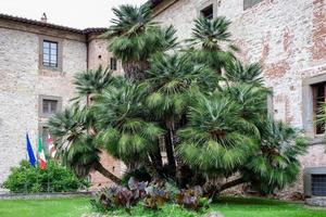 CASTIGLIONE DEL LAGO, PERUGIA OF UMBRIA,  ITALY, 2013. Magnificent Palm tree growing in Castiglione del Lago photo