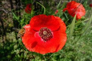 Bee approaching a Tuscan Poppy photo