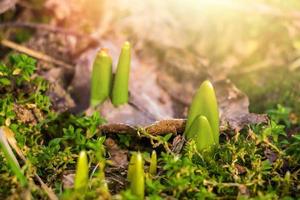 First green sprouts of flowers grow from the ground. Early spring. Gardening and farming concept. photo