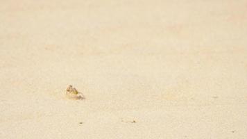 cangrejo en la playa de arena