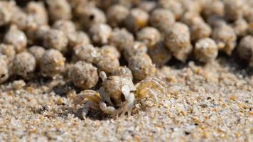 Sand bubbler crab, close-up video