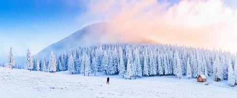 Trees in the fog photo