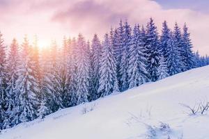 árbol mágico de invierno cubierto de nieve foto