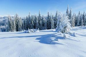 árbol mágico de invierno cubierto de nieve foto