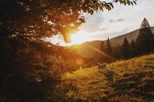 dog at sunset in the mountains photo