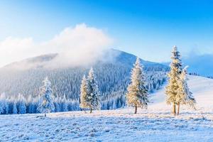 árbol mágico de invierno cubierto de nieve foto