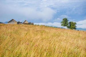 grass field in the mountains photo