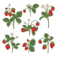 Bush of wild strawberries vector isolated illustration set. Red berries, flowers and green leaves. Forest berries modern hand drawn clip art collection for web, print design.