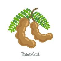 Vector image of two brown tamarind pods