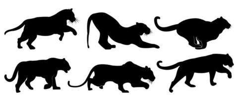 A set of tiger vector silhouettes isolated on a white background.