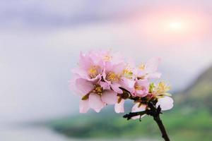 pink apple blossom photo