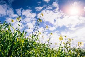 Yellow flowers and blue sky with fluffy white clouds photo