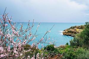 spring flowering tree on blue sea photo