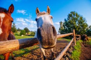 caballo gracioso de cerca foto